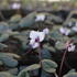 Cyclamen coum 'Cyberia White'_1.JPG