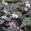 Brambořík 'Cyberia White' - Cyclamen coum 'Cyberia White'