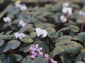 Brambořík 'Cyberia White' - Cyclamen coum 'Cyberia White'