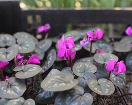 Brambořík 'Cyberia Dark Rose'