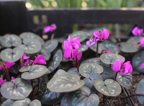 Brambořík 'Cyberia Dark Rose' - Cyclamen coum 'Cyberia Dark Rose'