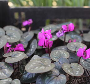 Brambořík 'Cyberia Dark Rose' - Cyclamen coum 'Cyberia Dark Rose'