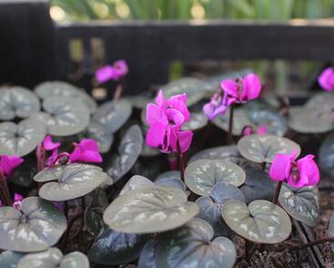 Brambořík 'Cyberia Dark Rose'