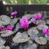 Cyclamen coum 'Cyberia Dark Rose'.JPG