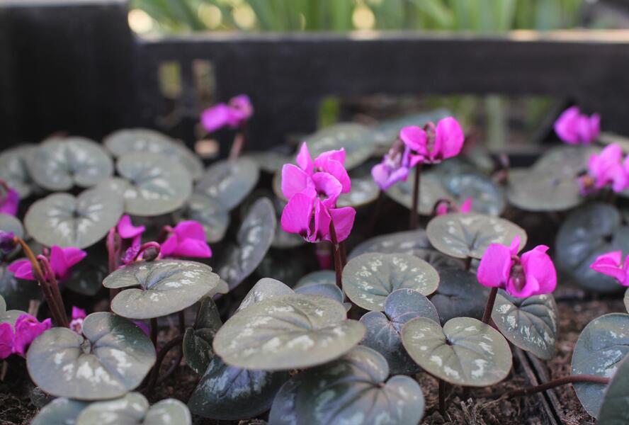 Brambořík 'Cyberia Dark Rose' - Cyclamen coum 'Cyberia Dark Rose'