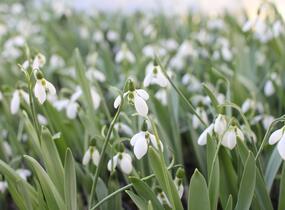 Sněženka Elwésova - Galanthus elwesii