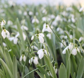 Sněženka Elwésova