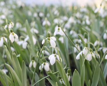 Sněženka Elwésova
