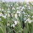 Galanthus elwesii.JPG