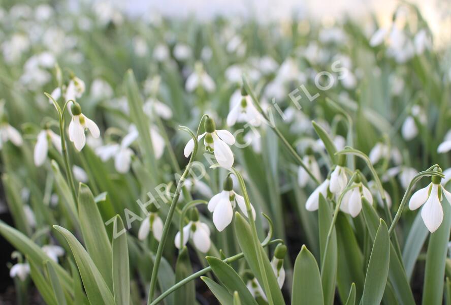 Sněženka Elwésova - Galanthus elwesii