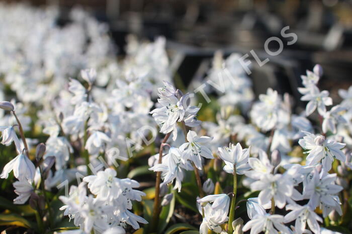 Ladoňka bleděmodrá - Scilla mischtschenkoana