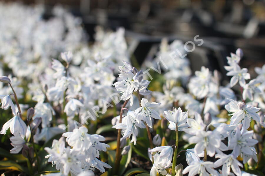 Ladoňka bleděmodrá - Scilla mischtschenkoana