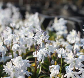 Ladoňka bleděmodrá - Scilla mischtschenkoana