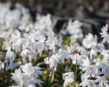 Ladoňka bleděmodrá