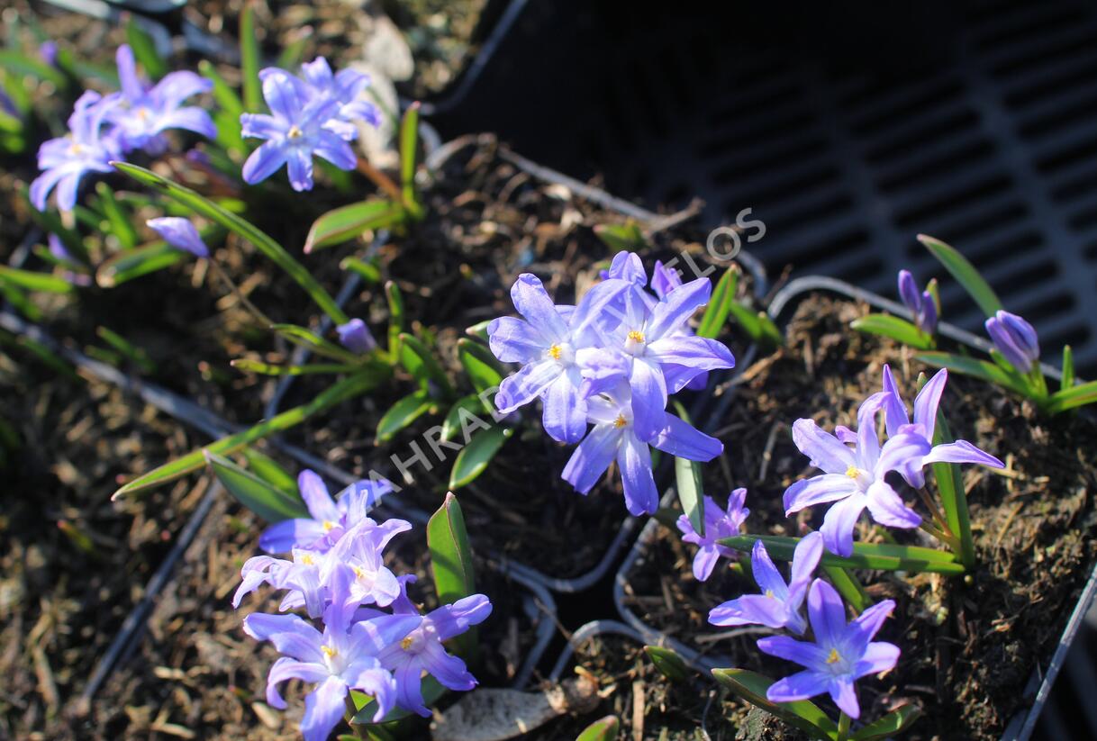 Ladoňka zářící - Chionodoxa luciliae