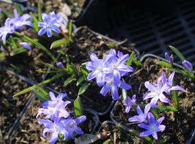 Ladoňka zářící - Chionodoxa luciliae
