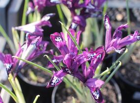 Kosatec síťkovaný 'Pauline' - Iris reticulata 'Pauline'