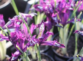 Kosatec síťkovaný 'Pauline' - Iris reticulata 'Pauline'