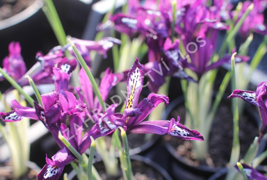 Kosatec síťkovaný 'Pauline' - Iris reticulata 'Pauline'