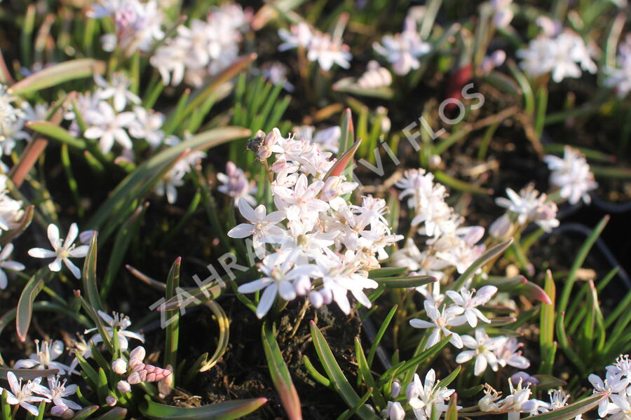 Ladoňka dvoulistá 'Rosea' - Scilla bifolia 'Rosea'