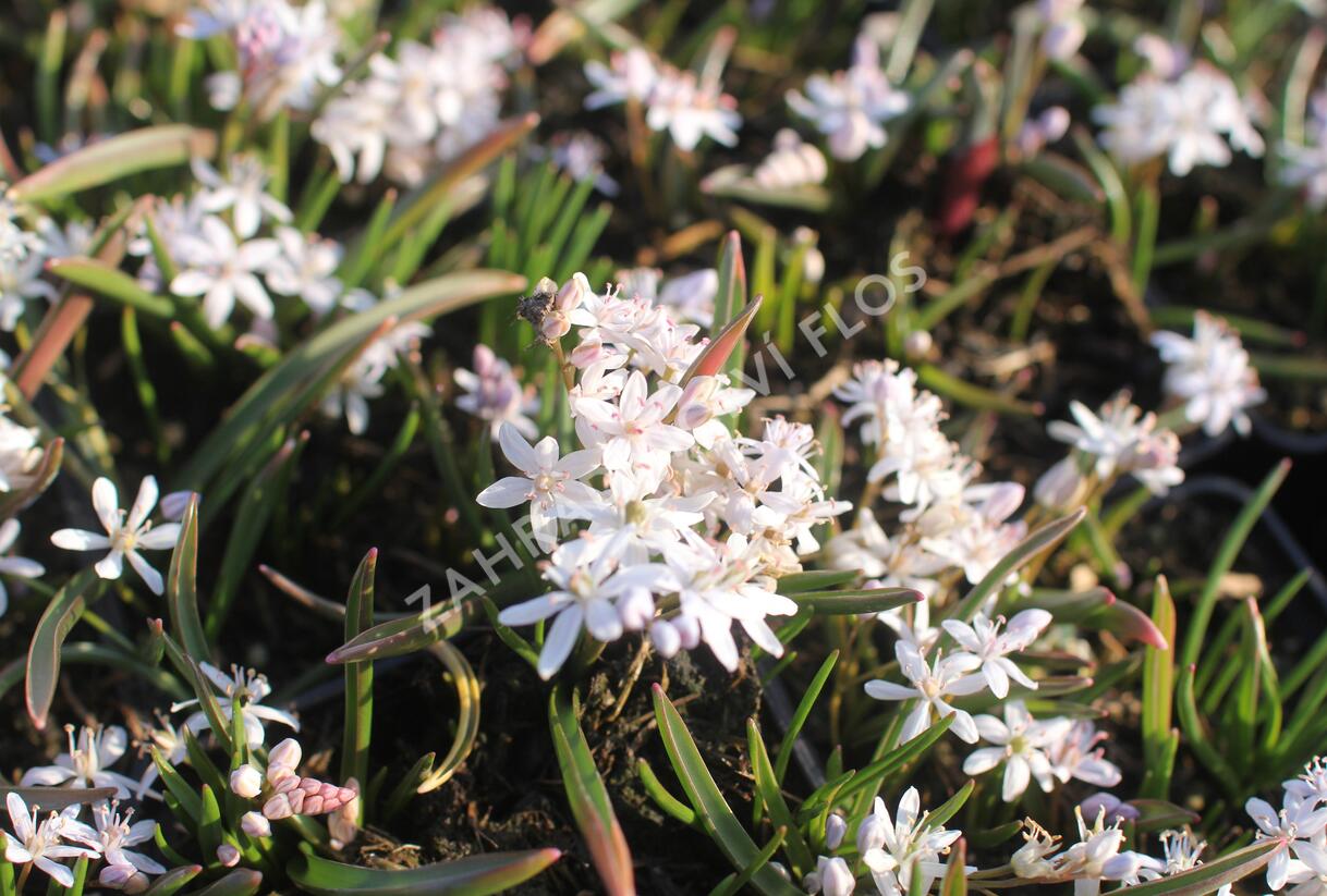Ladoňka dvoulistá 'Rosea' - Scilla bifolia 'Rosea'