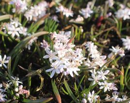 Ladoňka dvoulistá 'Rosea'