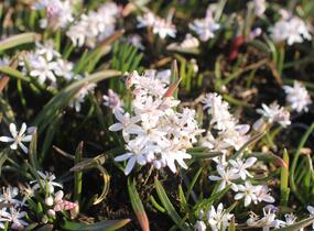 Ladoňka dvoulistá 'Rosea' - Scilla bifolia 'Rosea'