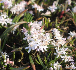 Ladoňka dvoulistá 'Rosea'