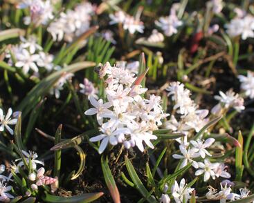 Ladoňka dvoulistá 'Rosea'