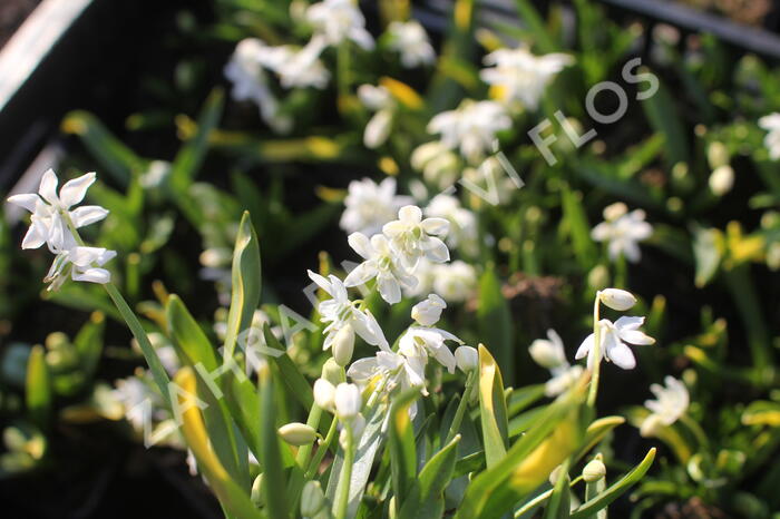 Ladoňka sibiřská 'Alba' - Scilla siberica 'Alba'