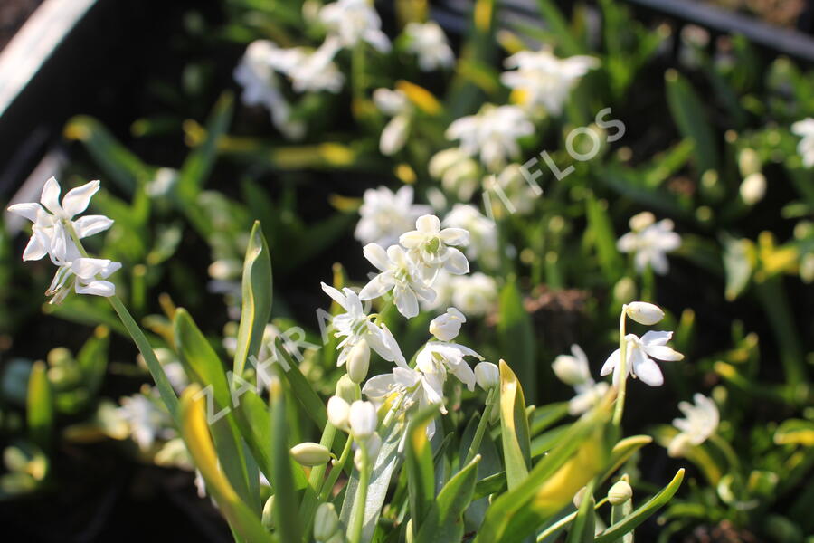 Ladoňka sibiřská 'Alba' - Scilla siberica 'Alba'