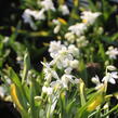 Ladoňka sibiřská 'Alba' - Scilla siberica 'Alba'