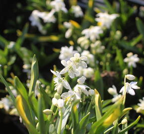 Ladoňka sibiřská 'Alba'