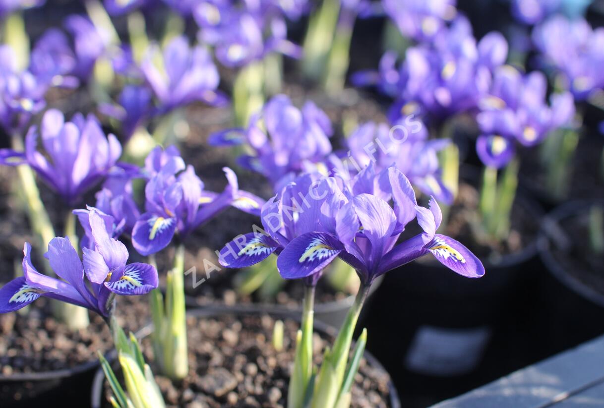 Kosatec síťkovaný 'Harmony' - Iris reticulata 'Harmony'