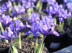Kosatec síťkovaný 'Harmony' - Iris reticulata 'Harmony'
