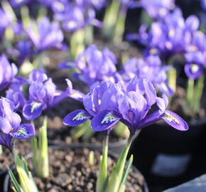 Kosatec síťkovaný 'Harmony'