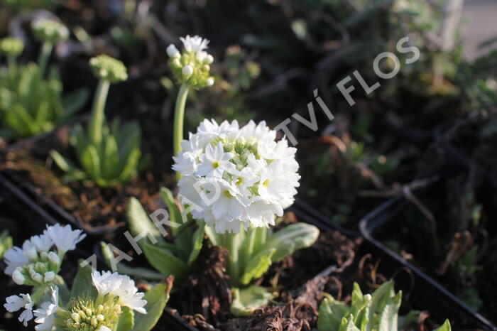 Prvosenka zoubkatá 'Weisse Auslese' - Primula denticulata 'Weisse Auslese'