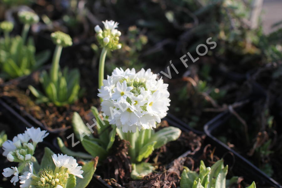 Prvosenka zoubkatá 'Weisse Auslese' - Primula denticulata 'Weisse Auslese'