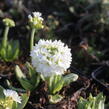 Prvosenka zoubkatá 'Weisse Auslese' - Primula denticulata 'Weisse Auslese'