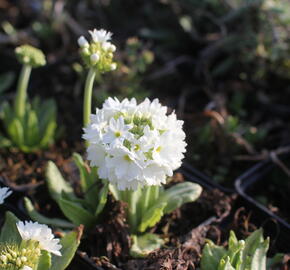 Prvosenka zoubkatá 'Weisse Auslese'
