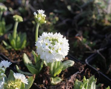 Prvosenka zoubkatá 'Weisse Auslese'