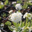 Prvosenka zoubkatá 'Weisse Auslese' - Primula denticulata 'Weisse Auslese'