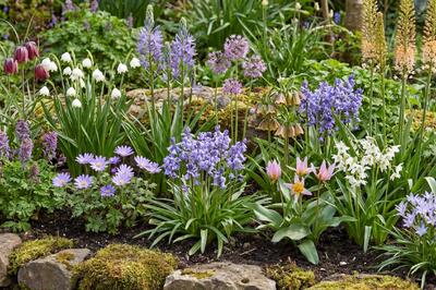 méně známé cibuloviny