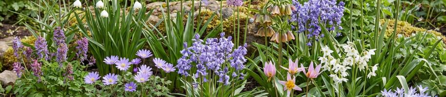 méně známé cibuloviny