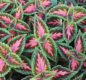 Pochvatec, Pokojová kopřiva 'Main Street Franklin Street'