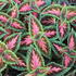 Coleus blumei 'Main Street Franklin Street'.JPG