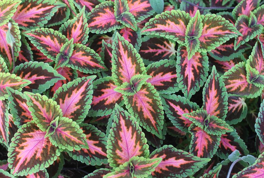 Pochvatec, Pokojová kopřiva 'Main Street Franklin Street' - Coleus blumei 'Main Street Franklin Street'