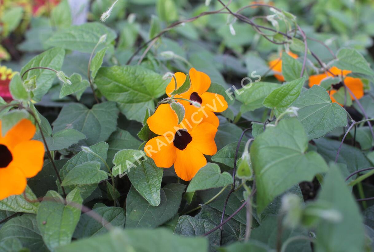 Smatavka, thunbergie křídlatá 'Sunny Susy Orange Eye' - Thunbergia alata 'Sunny Susy Orange Eye'