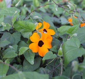 Smatavka, thunbergie křídlatá 'Sunny Susy Orange Eye'