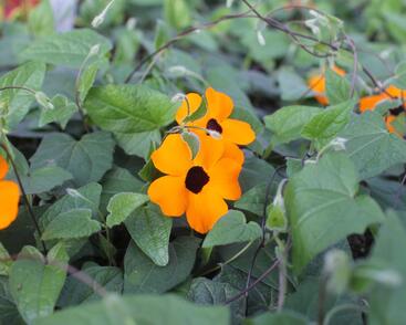 Smatavka, thunbergie křídlatá 'Sunny Susy Orange Eye'